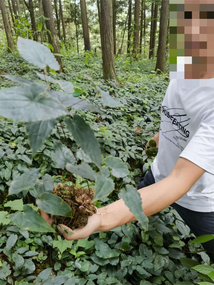 贵州“黔藿1号”高含量箭叶淫羊藿产地种苗货源充足