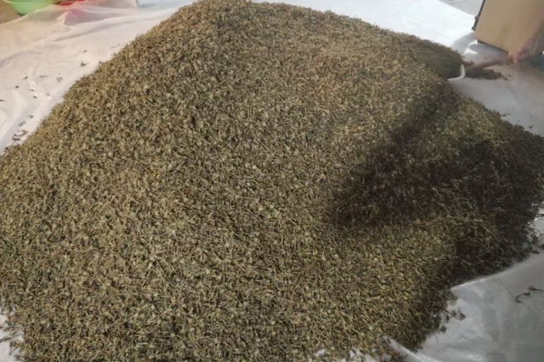 河南省洛阳市老城区全蝎走势平稳