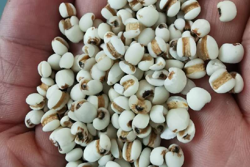 贵州省黔西南布依族苗族自治州兴仁县薏苡仁走势稳定