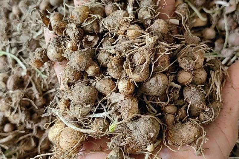 湖北省荆门市钟祥市半夏种子快讯