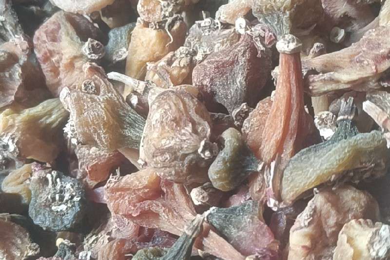 云南省丽江市玉龙纳西族自治县 山慈菇产新走势畅快