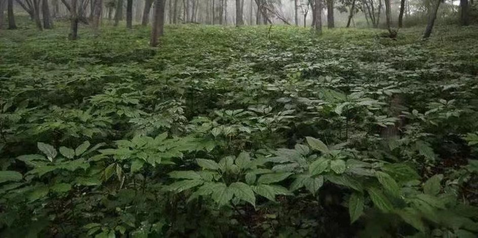 吉林通化产地目前人参产地走货平稳