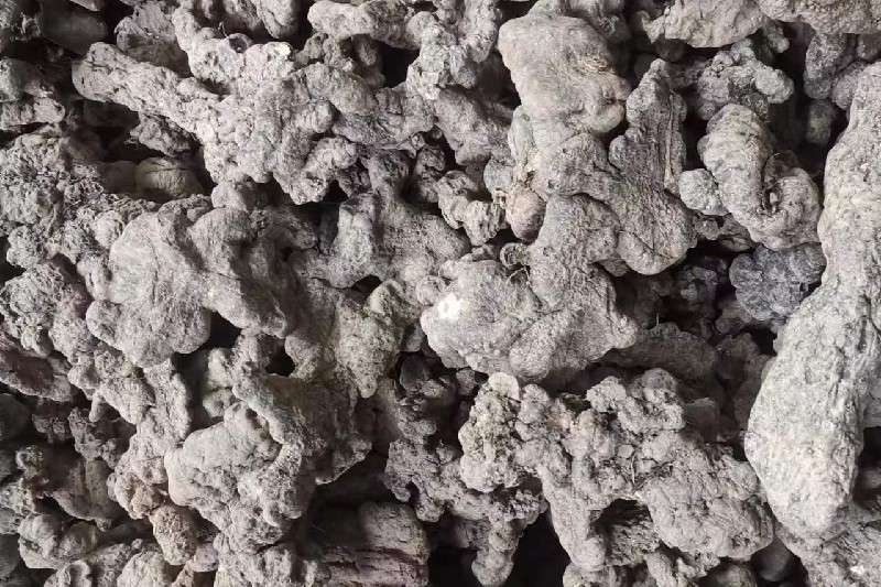 陕西省商洛市商南县 猪苓行情坚挺