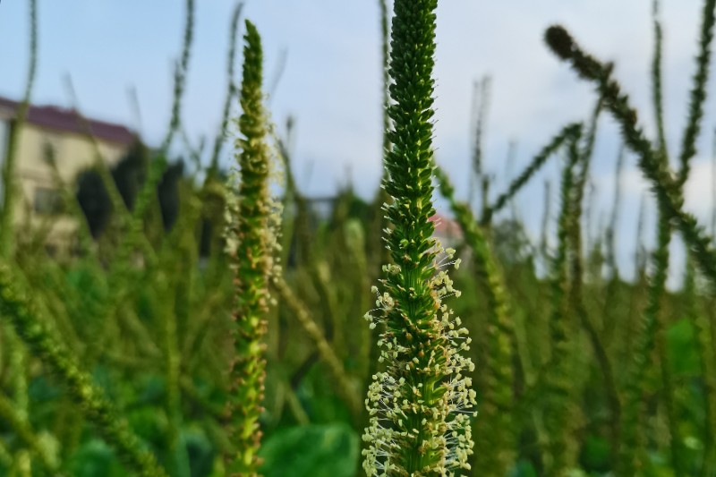 江西省吉安市泰和县车前子行情慢慢下滑中
