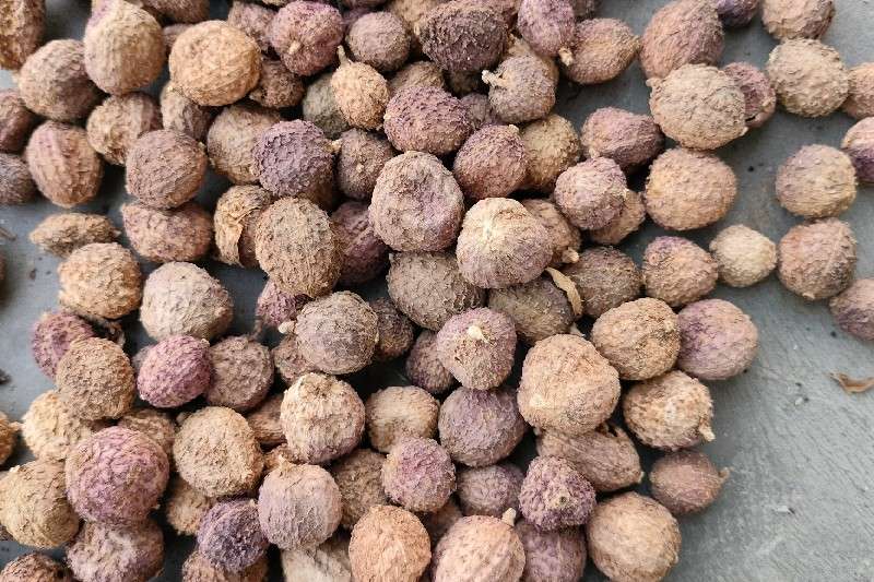 云南省河口县近日砂仁关注热度升高价格行情上涨