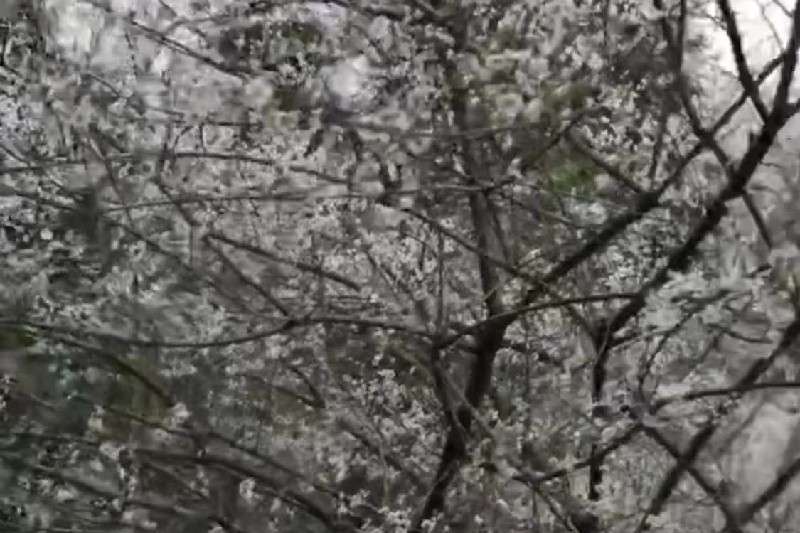 四川省乐山市市中区乌梅走势稳定