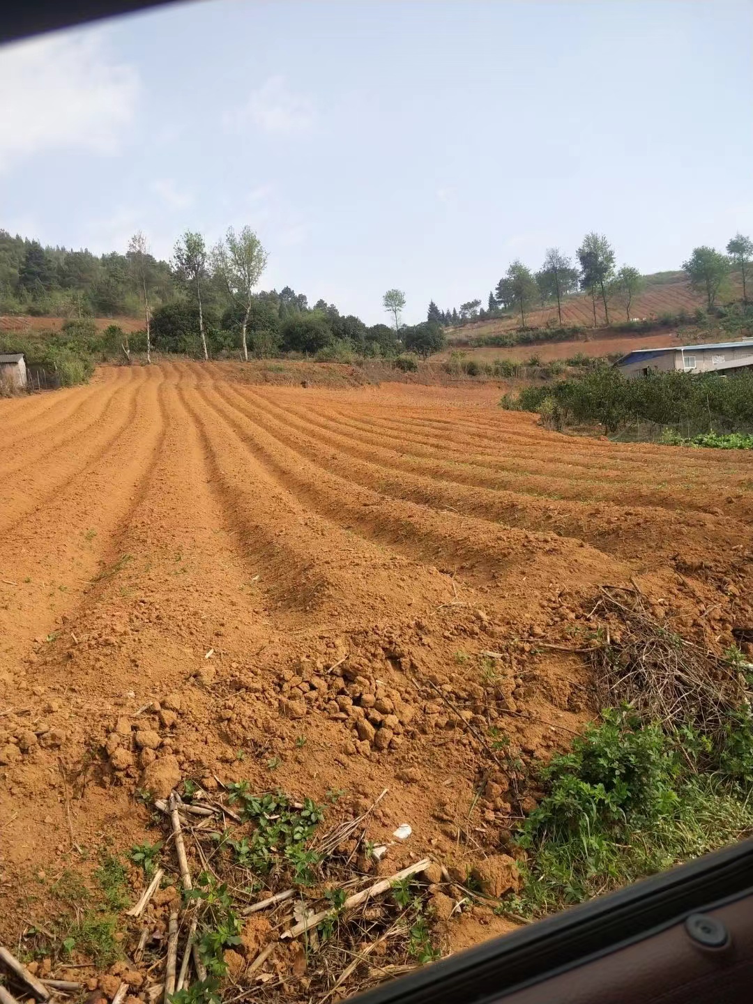 贵州省施秉县牛大场太子参走动一般