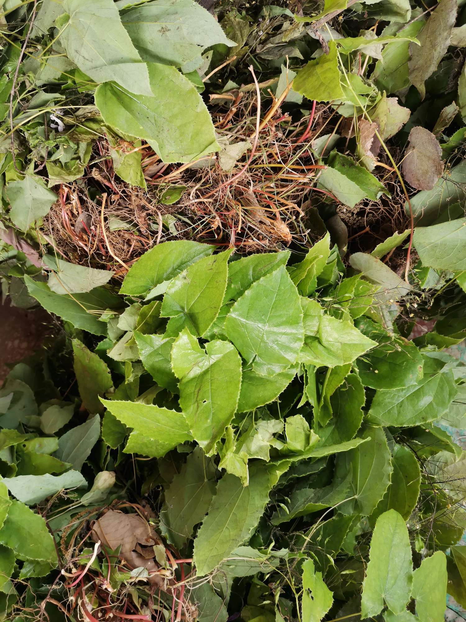 陕西省商洛市商南县 淫羊藿 进入产新期