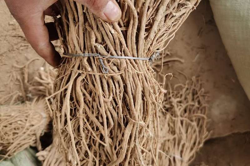 甘肃省定西市岷县 黄芪上货量充足