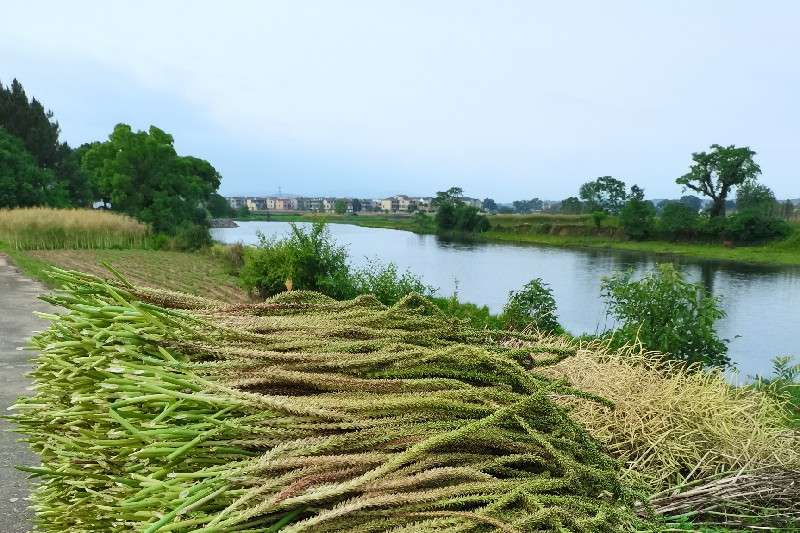 江西省吉安市泰和县 车前子大量收割中