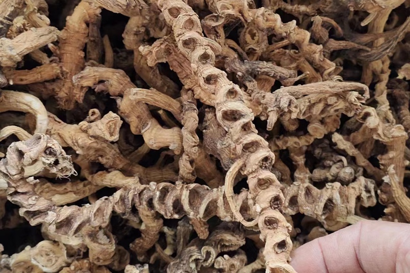 四川野生竹节参产新进入中段时间货源量大