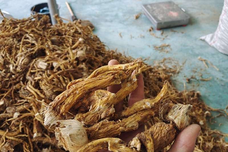 云南省丽江市玉龙县秦艽行情好于前期