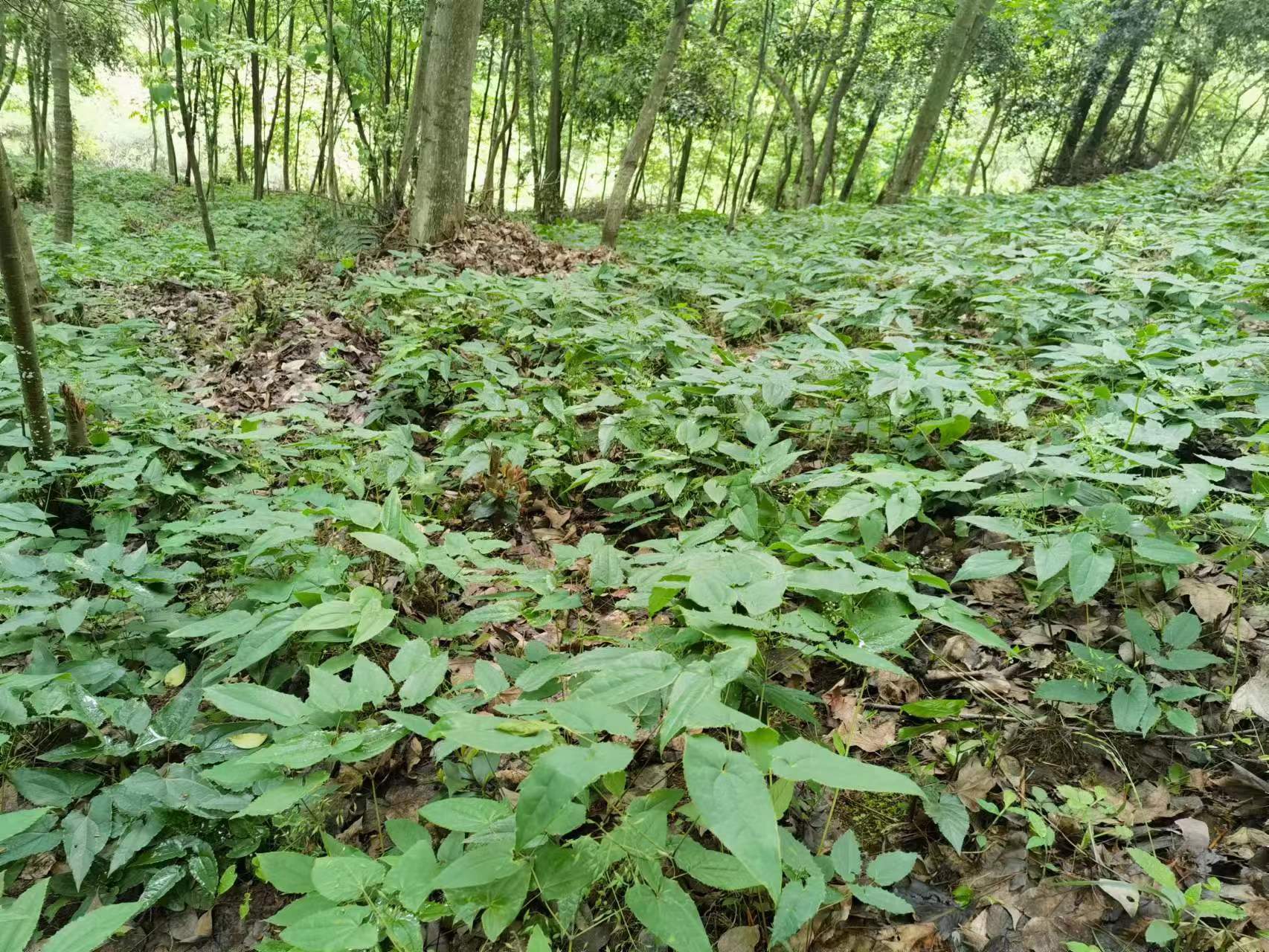 贵州福泉市箭叶淫羊藿“黔藿1号正在产新