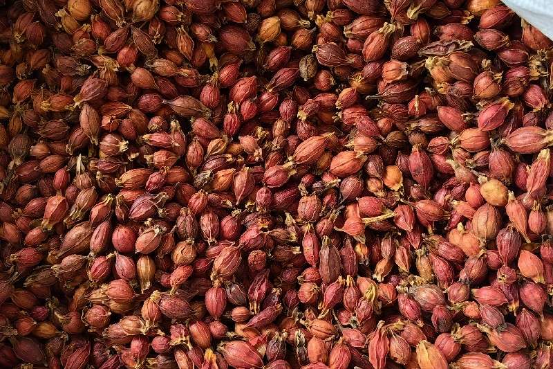 江西省宜春市袁州区 栀子走势稳定