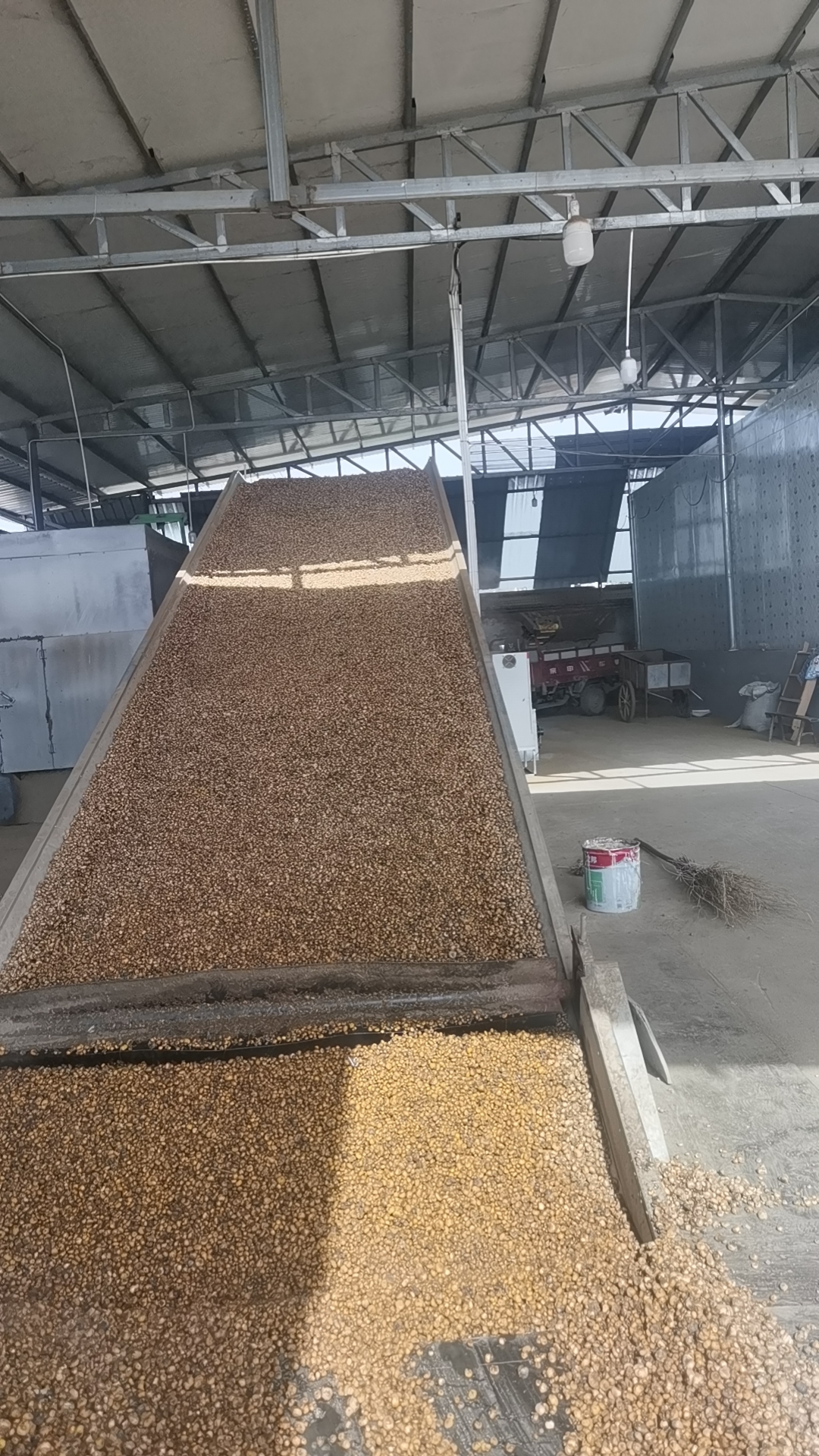 陕西省汉中市城固县延胡索采挖已经结束