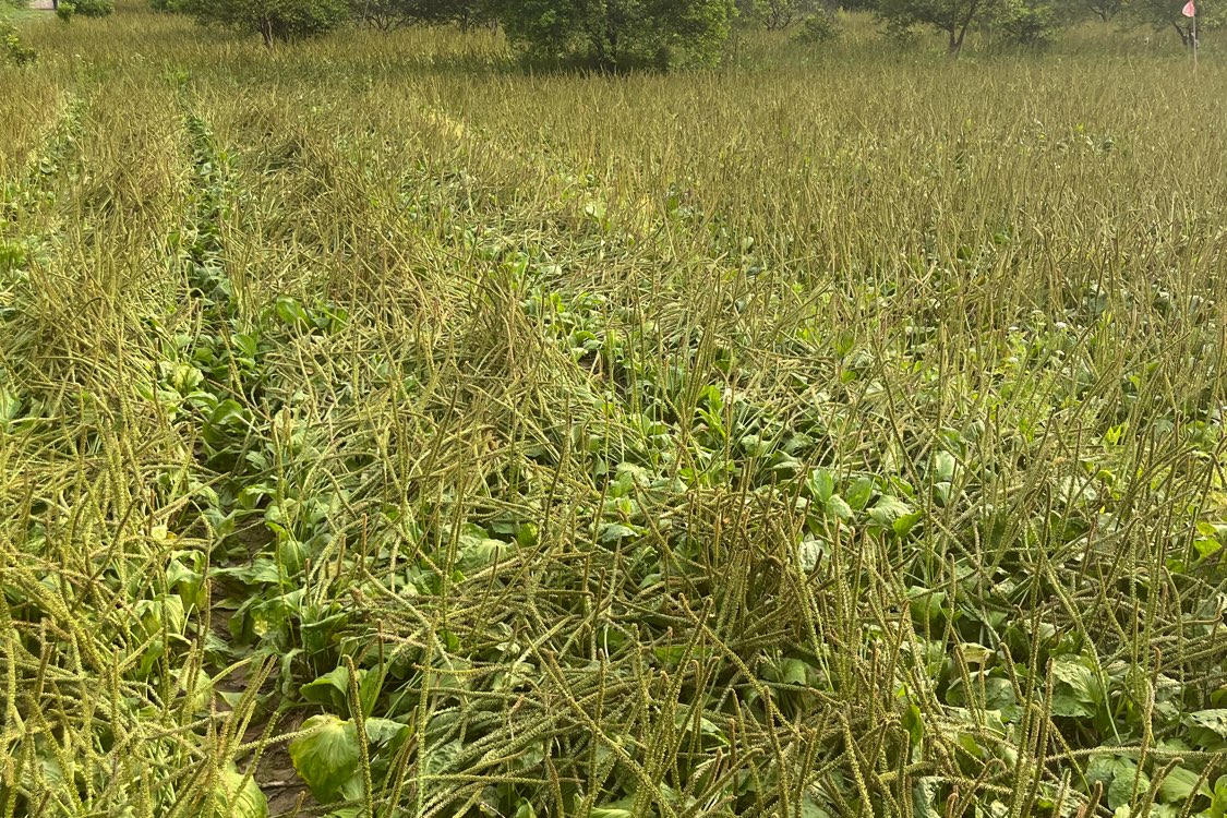 今江西省吉安市新干县的车前子产新旺期 价格续跌