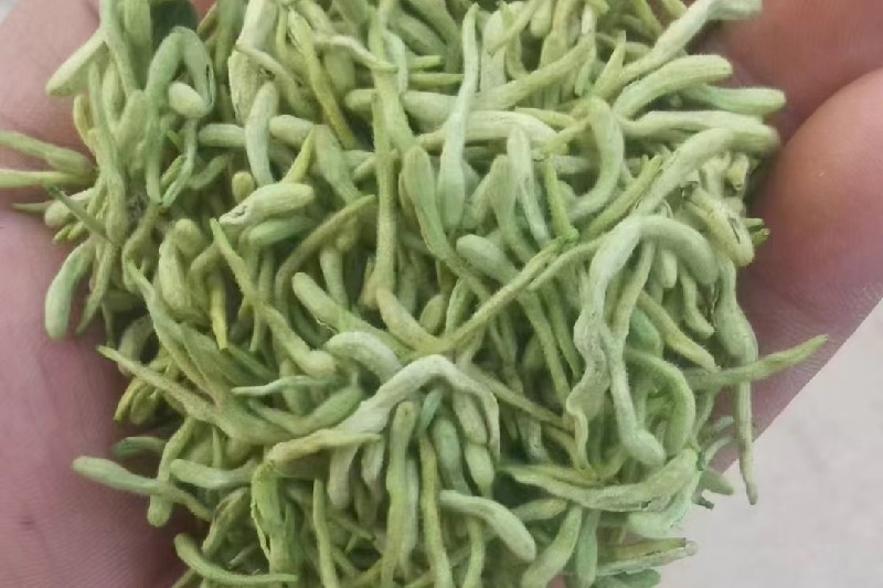 山东省临沂市平邑县金银花走动加快