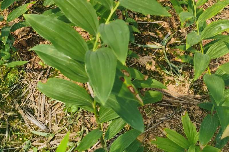 湖北省黄冈市浠水县 玉竹 走势畅快