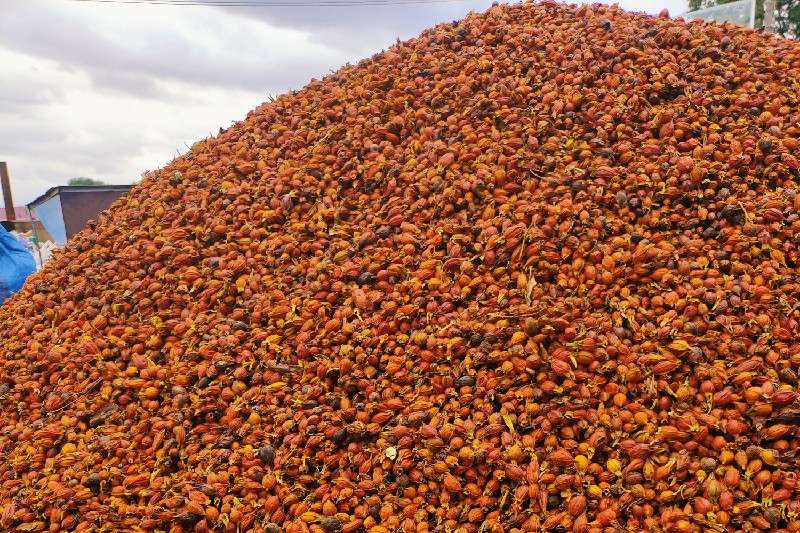 江西省宜春市袁州区 栀子价涨商家惜售