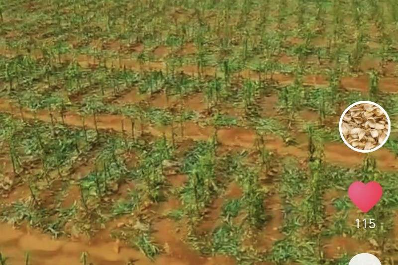 湖南省湘西土家族苗族自治州龙山县百合走势加快