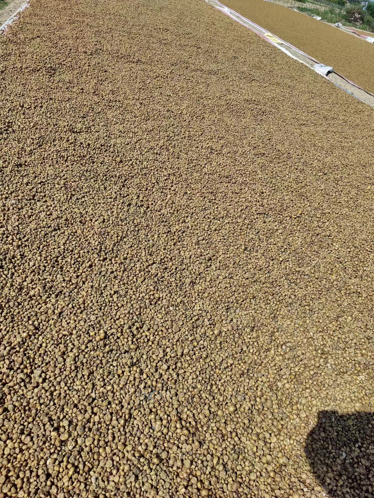 陕西省汉中市城固县延胡索产新已接近尾声