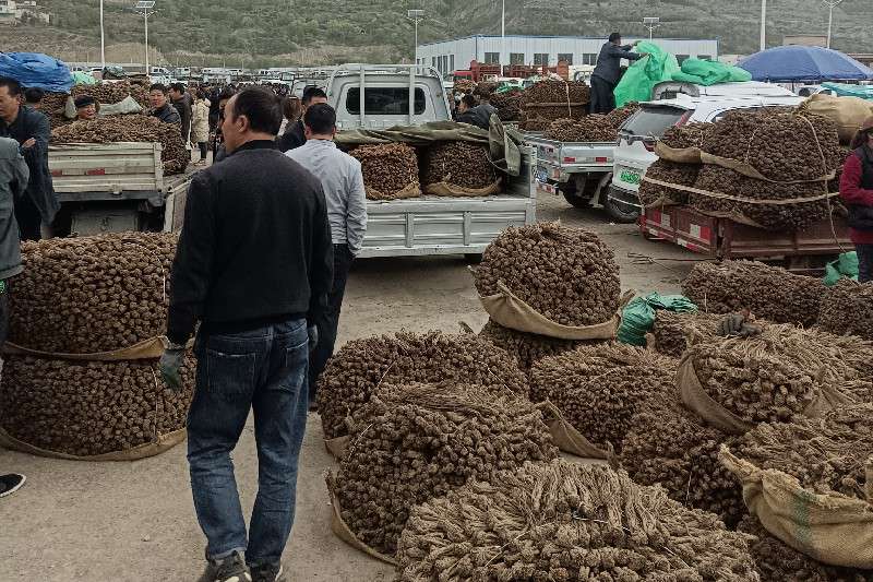 甘肃省定西市岷县当归走势稳定