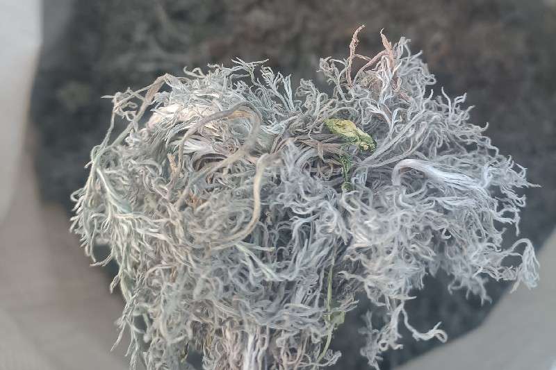 甘肃省陇南市礼县茵陈走势稳定