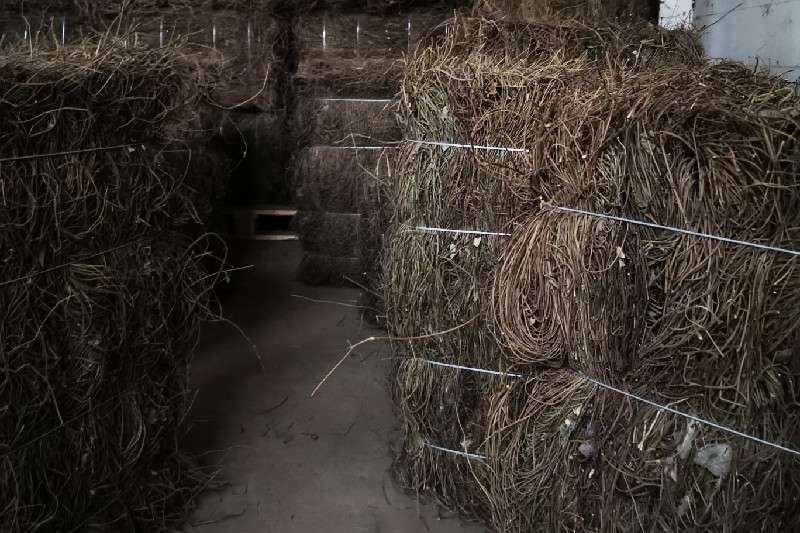 湖北省恩施土家族苗族自治州来凤县海风藤货源充足