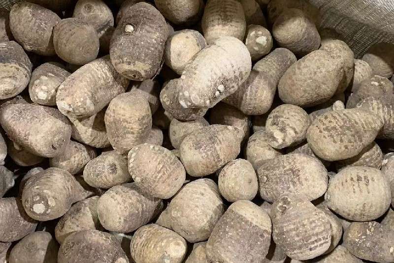 四川省乐山市泽泻货源充足