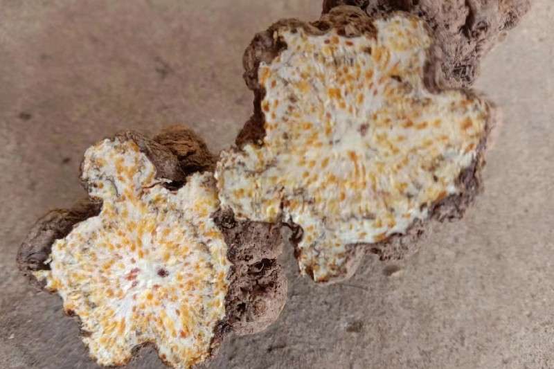 陕西省延安市宜川县家种苍术价格下滑