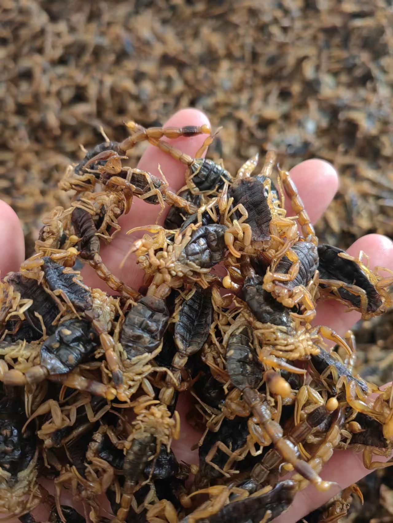 河南省洛阳市全蝎目前正值新陈不接，价格稳中有升