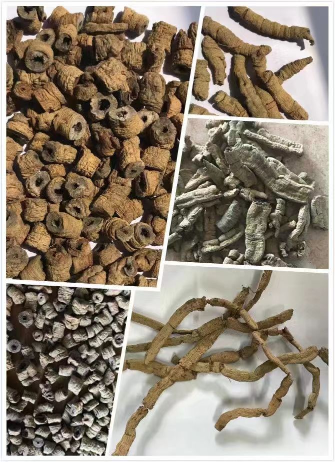 广东德庆县巴戟天正在产新中