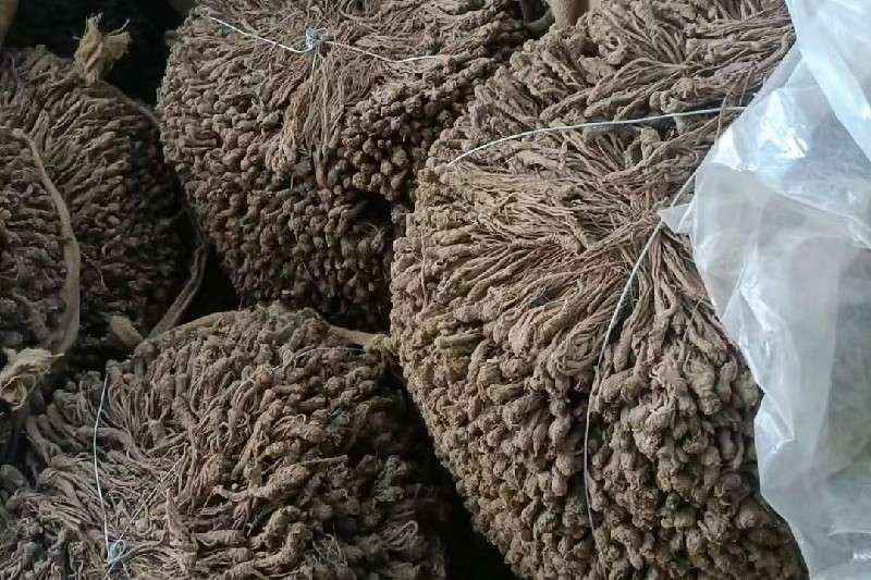 甘肃省定西市岷县 当归 成交量大