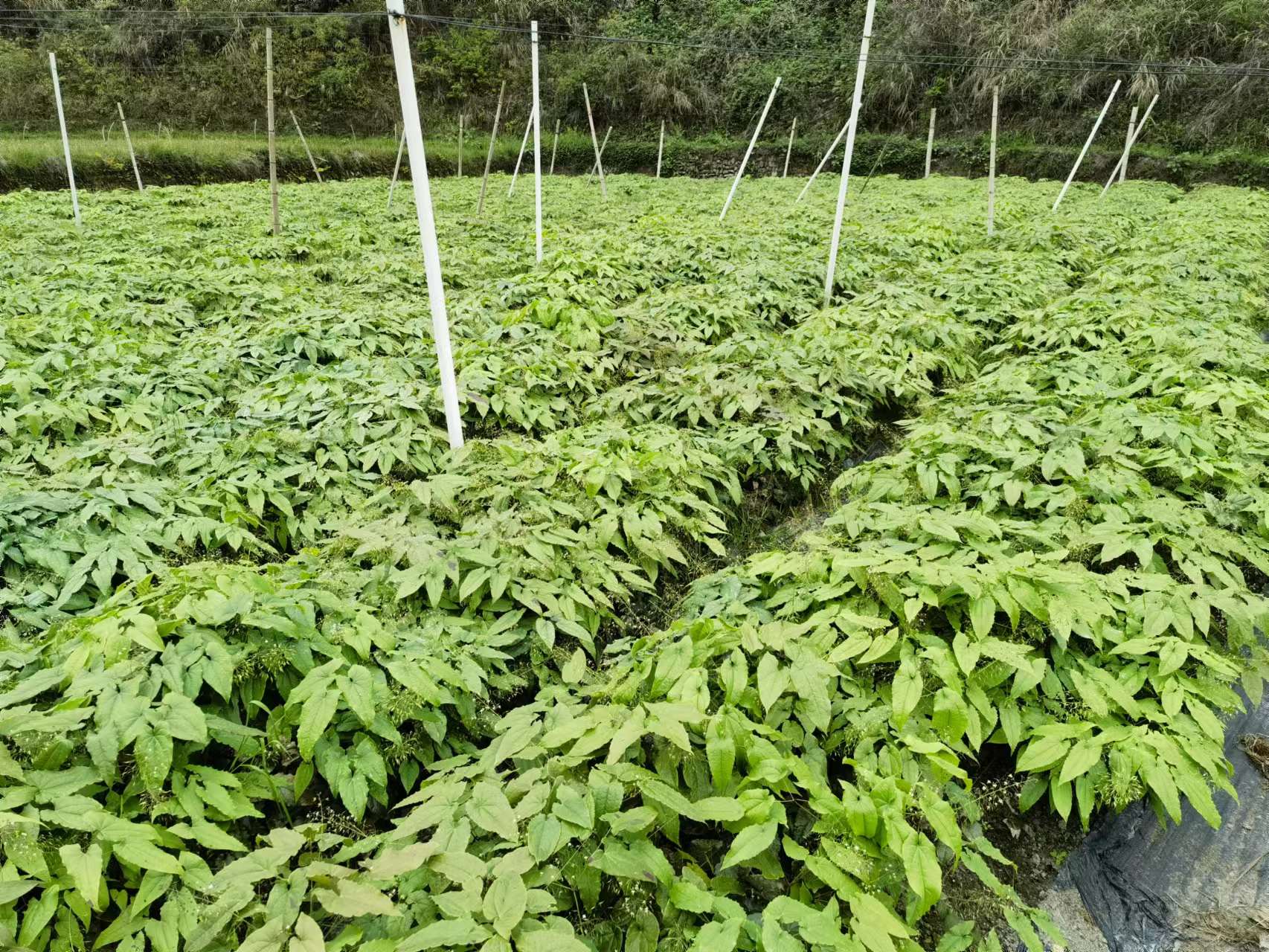 贵州产箭叶淫羊藿“黔藿1号”需求旺盛