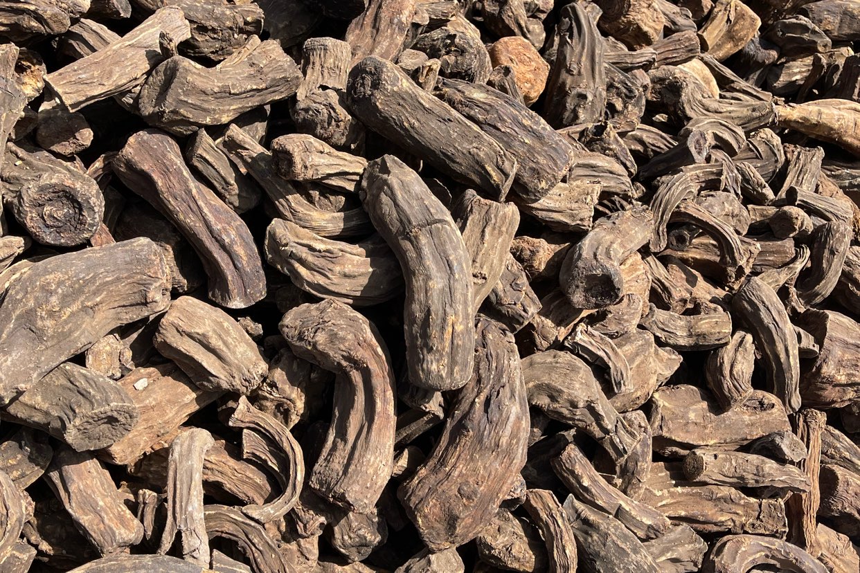 甘肃大黄走动平稳