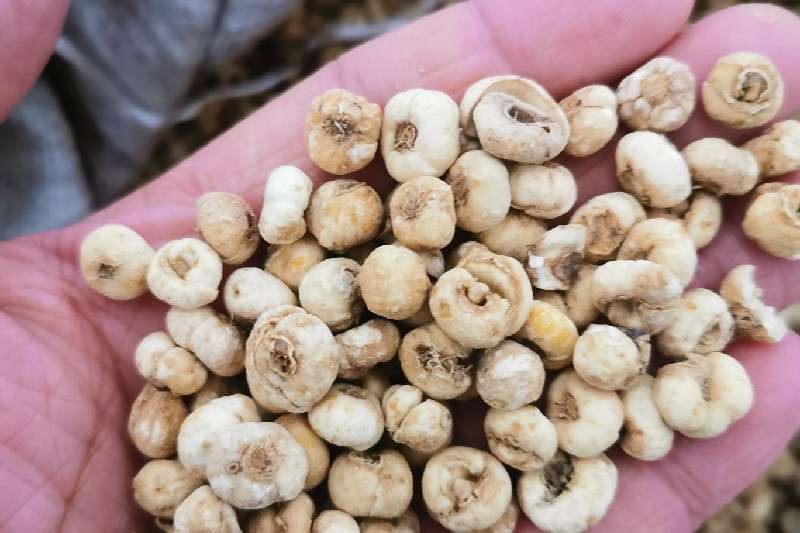 吉林省白山市靖宇县平贝母产新