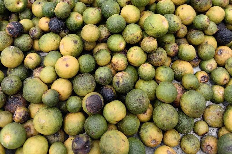 江西省宜春市樟树市 枳实正值产新