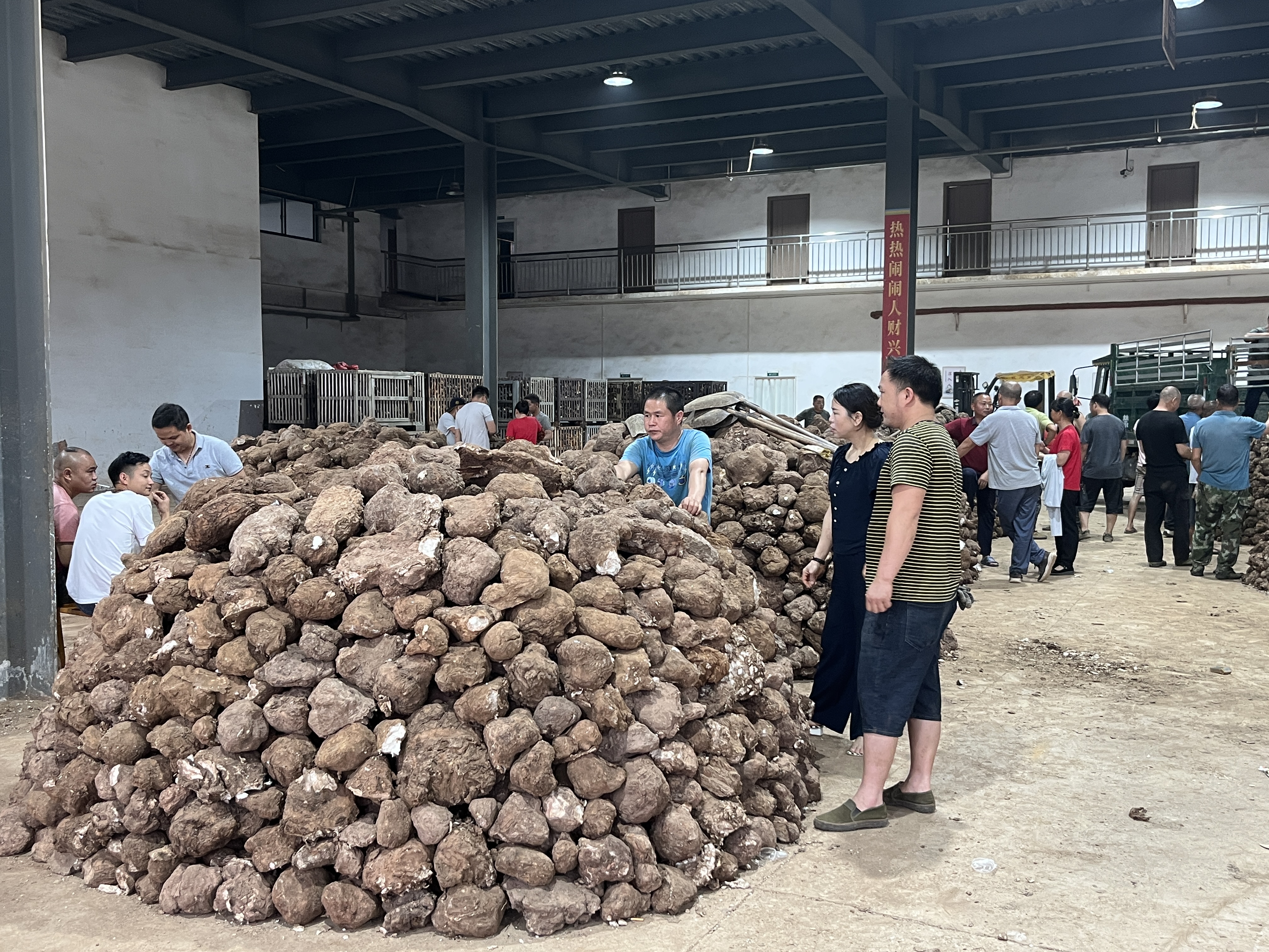 湖南靖州市场茯苓走动平稳