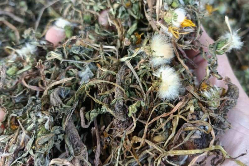 甘肃省陇南市礼县前期蒲公英大量出售中