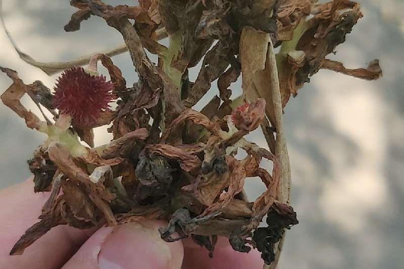 云南省文山壮族苗族自治州文山市 砂仁后市看好