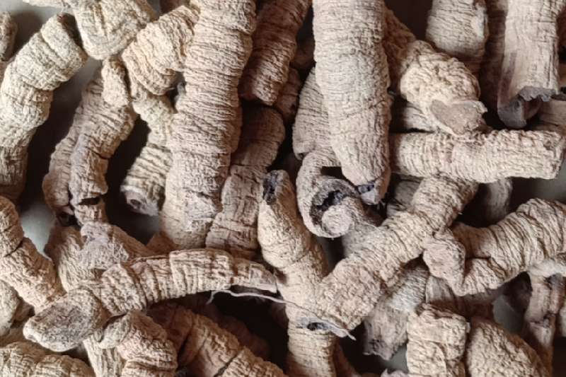 广东省肇庆市德庆县 巴戟天上市量不大