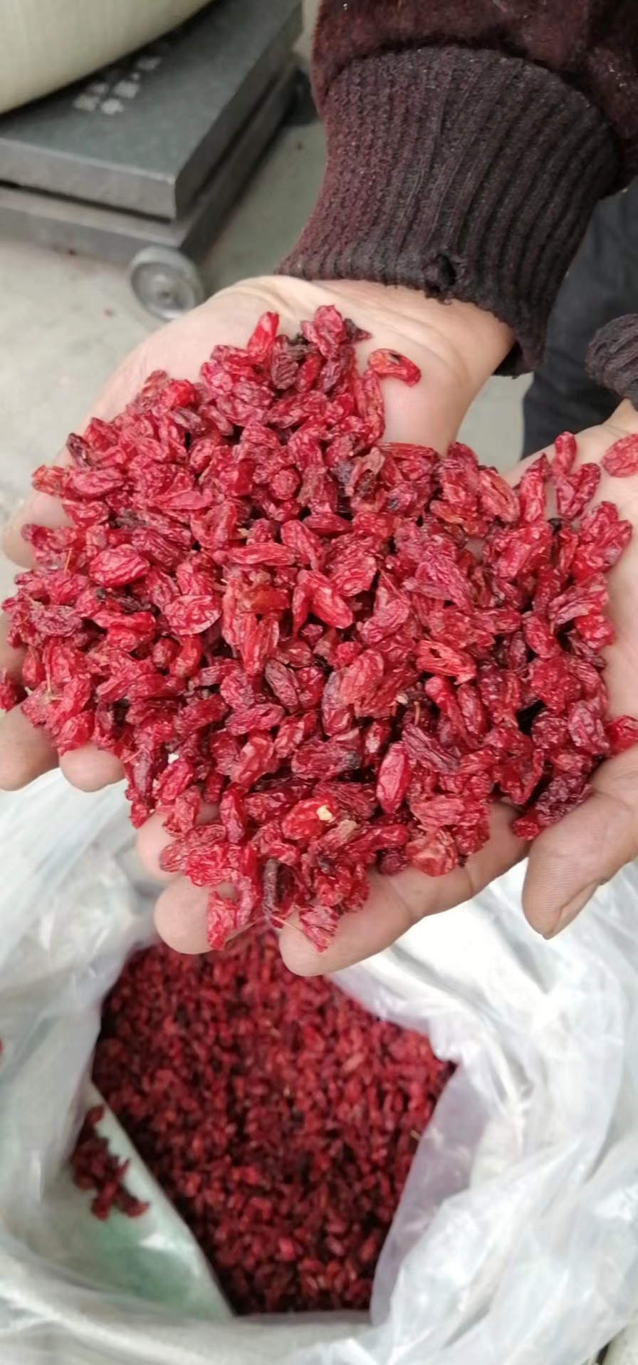 河南南阳西峡县产地目前山茱萸货源较少