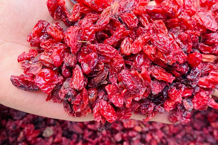 河南省洛阳市栾川县山茱萸产区寻货增多 走动快