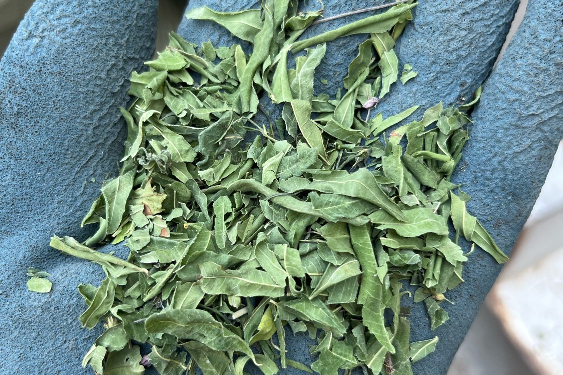 山东省德州市庆云县罗布麻大货上市