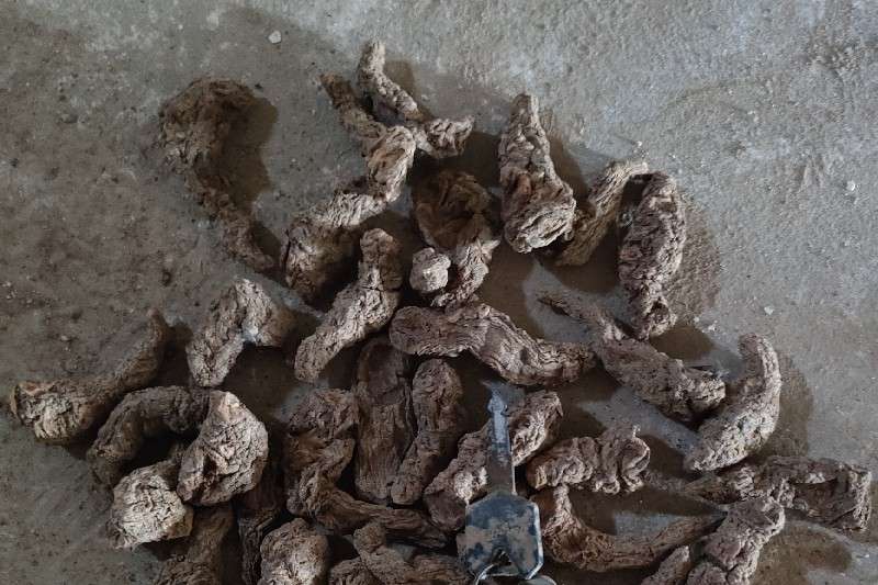 河南省焦作市武陟县 地黄走势畅快