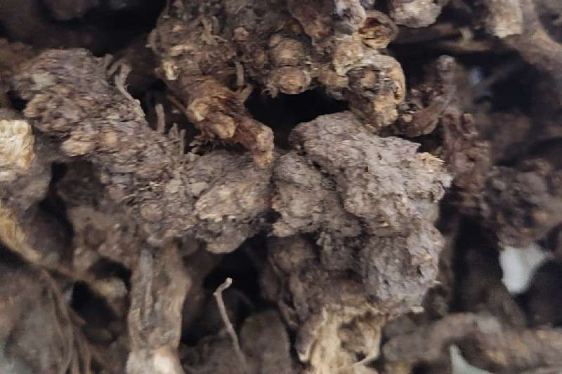 河北省邢台市邢台县野生苍术货源充足