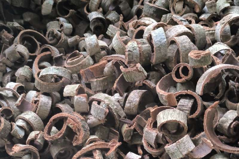 四川省绵阳市安县厚朴大量产新