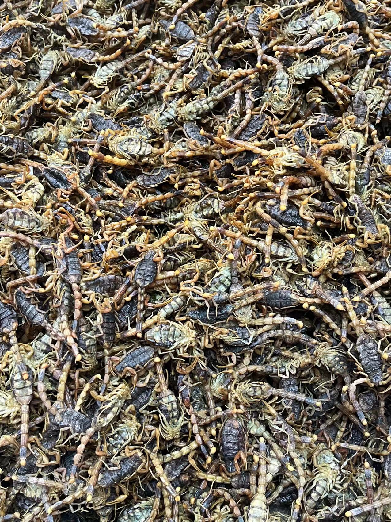 河南省洛阳市全蝎已经陆续少量上市