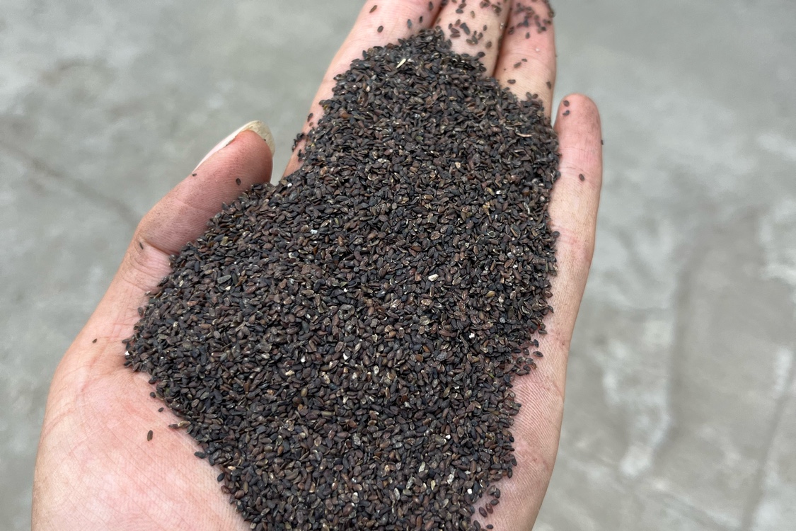 江西新干县车前子价格有一些上涨 但供应充足