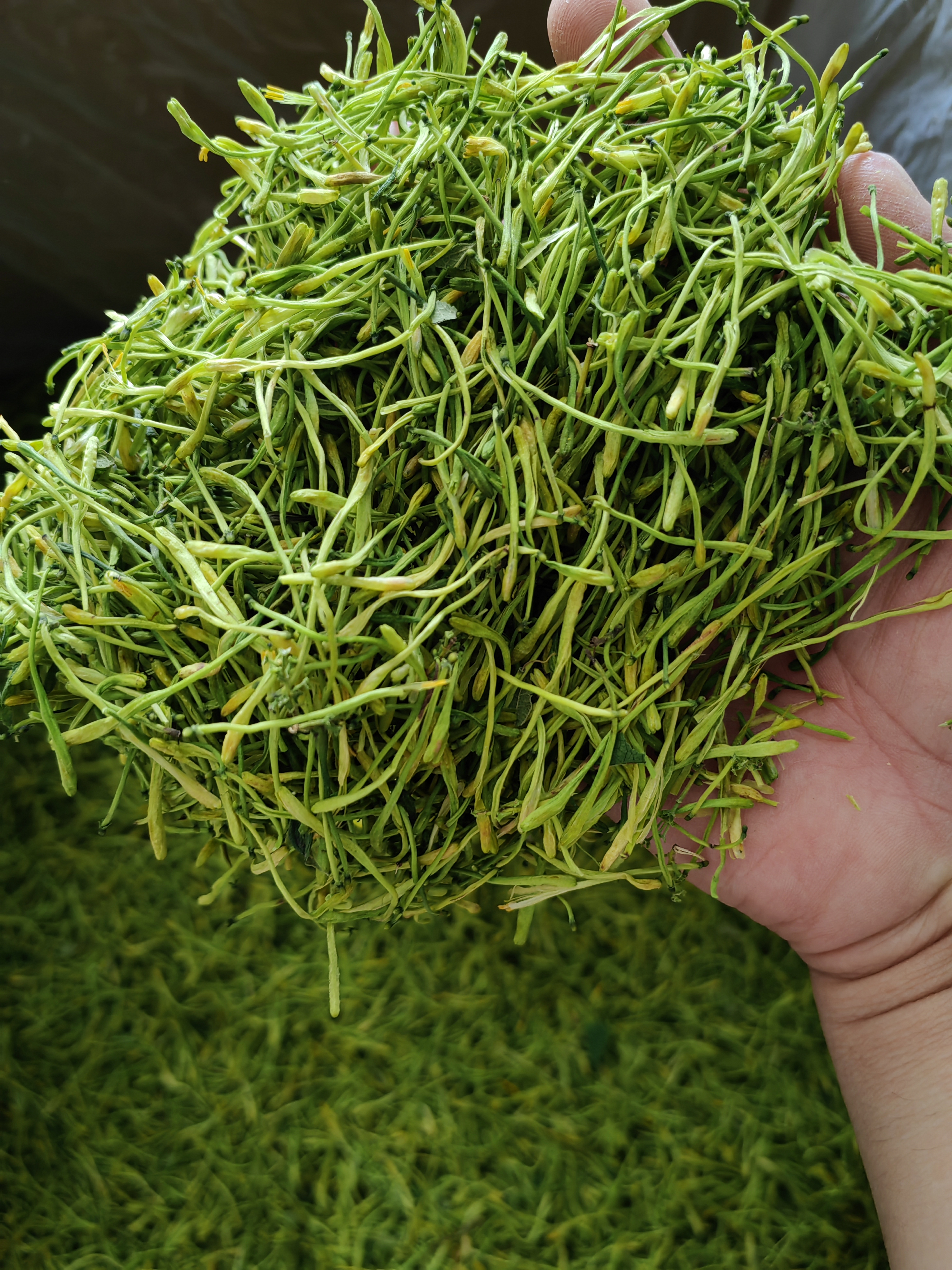 重庆市秀山县山银花正值产新